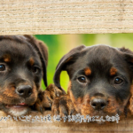 既婚男性が独身女性をからかう心理は？好意ありなの？