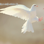 つきあっていた彼に振られた時の神対応はこれ!復縁の可能性をいっきにあげます。